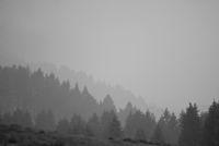 nebbia in Cansiglio #2