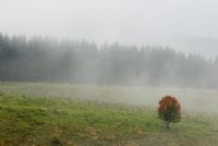 nebbia in Cansiglio #3
