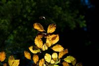 piccolo controluce autunnale