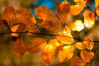 piccolo controluce autunnale #2