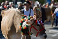 tirol erleben: smonticazione