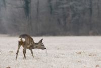 con chi sei arrabbiato?