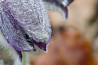 water drops in pulsatilla montana
