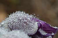 water drops in pulsatilla montana #2