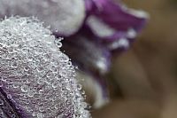 water drops in pulsatilla montana #3