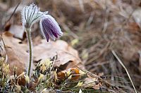 pulsatilla montana