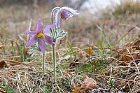 pulsatilla montana #2