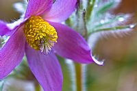 pulsatilla montana #3
