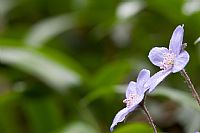 Anemone epatica (Hepatica Nobilis) #2