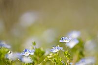 colori sfumati di un semplice giardino