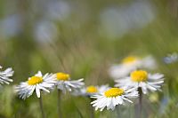 colori sfumati di un semplice giardino #2