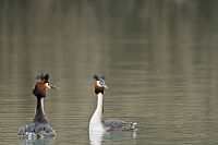 ... e invece sono una coppia