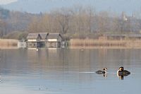 terra veneta: Livelet a Lago