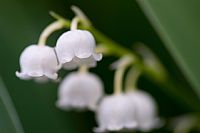 mughetto (Convallaria majalis) #2