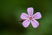 Geranium robertianum