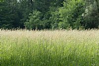 un semplice prato ... ma quanta vita nasconde!