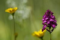 Anacamptis pyramidalis