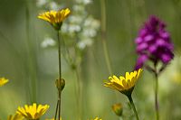 Anacamptys Piramidalis #2