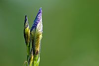 iris sibirica #3