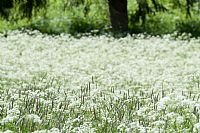 i soliti semplici colori del prato