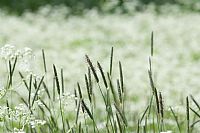 i soliti semplici colori del prato #2