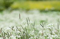 i soliti semplici colori del prato #3