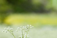 i soliti semplici colori del prato #4