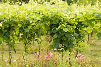 ... e il prosecco cresce