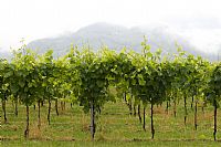 ... e il prosecco cresce #2