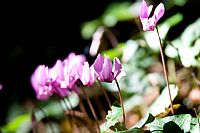 Cyclamen purpurascens