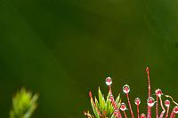 drosera #2