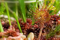 drosera rotundifolia