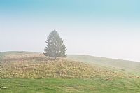 solo, velato e pastello