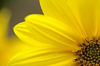 Helianthus tuberosum #2