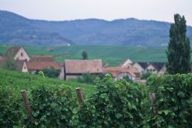 Alsatian vineyards #2
