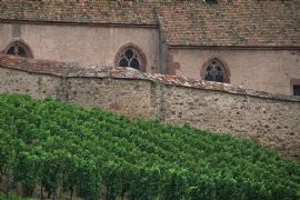Alsatian vineyards #3