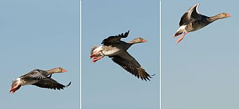 prove di volo