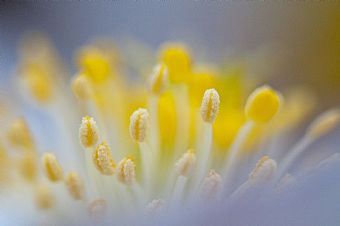 colors ... by Helleborus Niger