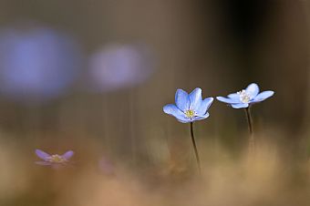 Hepatica Nobilis