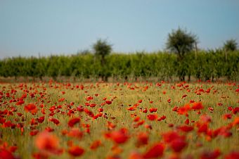 a peaceful sensation #2