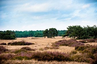 De Hoge Weluwe National Park #3