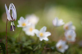 is still springtime ... #3