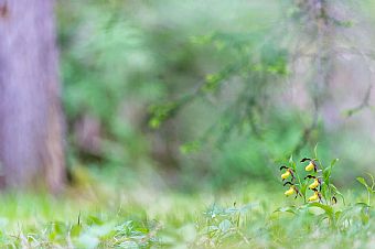 As a light in the way