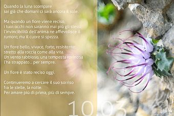 un fiore è stato reciso oggi