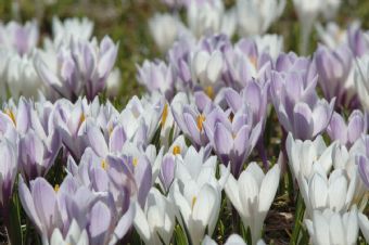 Crocus albiflorus #3