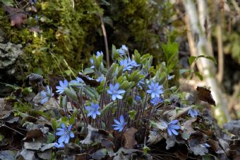 composizione floreale spontanea