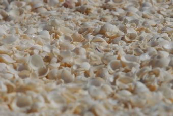 shell beach ...