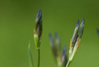 iris sibirica