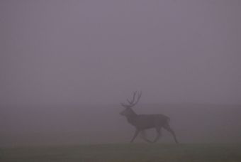 fuga nella nebbia