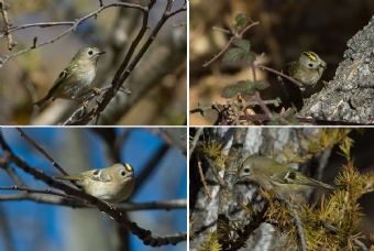 Regulus regulus: different points of view